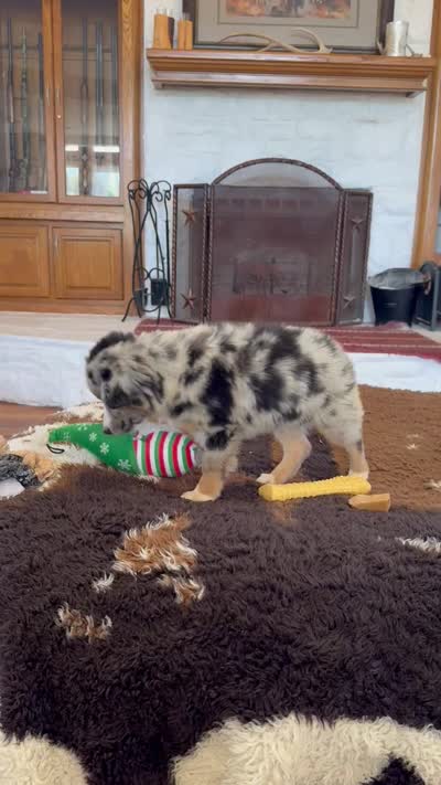 Bluey, a male Toy Australian Shepherd for sale in Wills Point, TX – 9 of 10