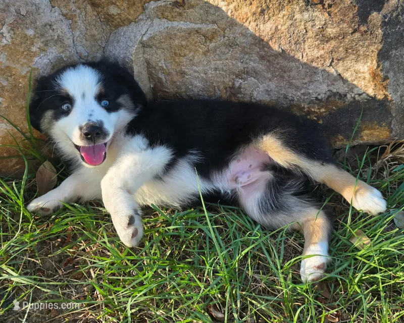 Flynn – Toy Australian Shepherd puppy for sale in Wills Point, TX