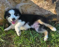 Flynn, a male Toy Australian Shepherd for sale in Wills Point, TX – 1 of 10