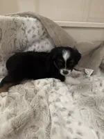 Penelope, a female Toy Australian Shepherd for sale in Wills Point, TX – 8 of 9