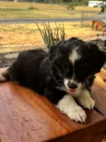 Penelope, a female Toy Australian Shepherd for sale in Wills Point, TX – 6 of 10