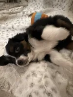 Penelope, a female Toy Australian Shepherd for sale in Wills Point, TX – 6 of 9