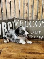 Bluey, a male Toy Australian Shepherd for sale in Wills Point, TX – 7 of 10