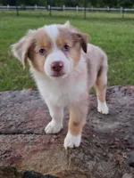 Dallas, a male Toy Australian Shepherd for sale in Wills Point, TX – 2 of 8