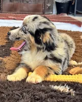 Bluey, a male Toy Australian Shepherd for sale in Wills Point, TX – 6 of 10