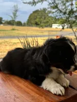 Penelope, a female Toy Australian Shepherd for sale in Wills Point, TX – 4 of 10