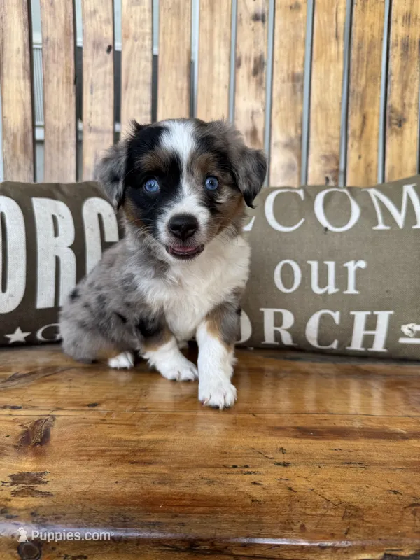 Betsy – Toy Australian Shepherd puppy for sale in Wills Point, TX