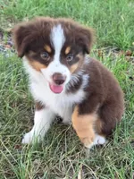 Teddy, a male Toy Australian Shepherd for sale in Wills Point, TX – 1 of 9