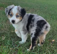 Koda, a male Toy Australian Shepherd for sale in Wills Point, TX – 2 of 9