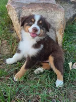 Teddy, a male Toy Australian Shepherd for sale in Wills Point, TX – 7 of 9