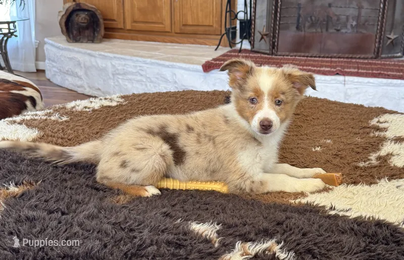 Merada – Toy Australian Shepherd puppy for sale in Wills Point, TX