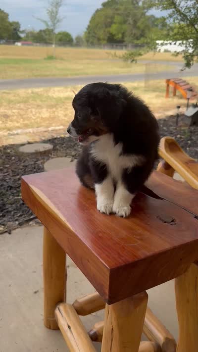 Penelope, a female Toy Australian Shepherd for sale in Wills Point, TX – 10 of 10