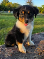 Ryder, a male Toy Australian Shepherd for sale in Wills Point, TX – 2 of 9