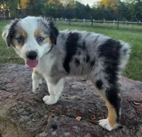 Koda, a male Toy Australian Shepherd for sale in Wills Point, TX – 7 of 9