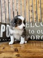 Martha, a female Toy Australian Shepherd for sale in Wills Point, TX – 2 of 10