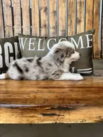 Charley, a male Toy Australian Shepherd for sale in Wills Point, TX – 6 of 10