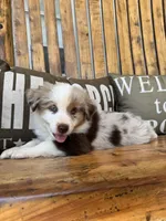 Charley, a male Toy Australian Shepherd for sale in Wills Point, TX – 8 of 10