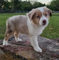 Dallas, a male Toy Australian Shepherd for sale in Wills Point, TX – 5 of 8