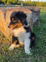 Ryder, a male Toy Australian Shepherd for sale in Wills Point, TX – 8 of 9