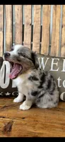 Bluey, a male Toy Australian Shepherd for sale in Wills Point, TX – 9 of 10