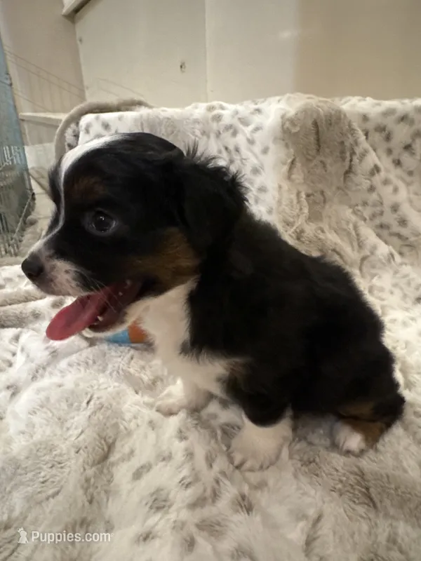 Penelope – Toy Australian Shepherd puppy for sale in Wills Point, TX