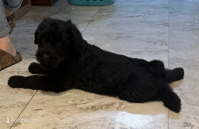 AKC Giant Schnauzers – Giant Schnauzer puppy for sale in Pueblo, CO