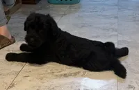 AKC Giant Schnauzers, a male Giant Schnauzer for sale in Pueblo, CO – 1 of 1