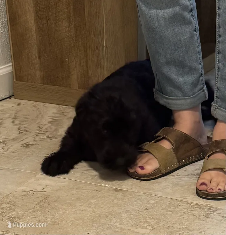 Green – Giant Schnauzer puppy for sale in Pueblo, CO