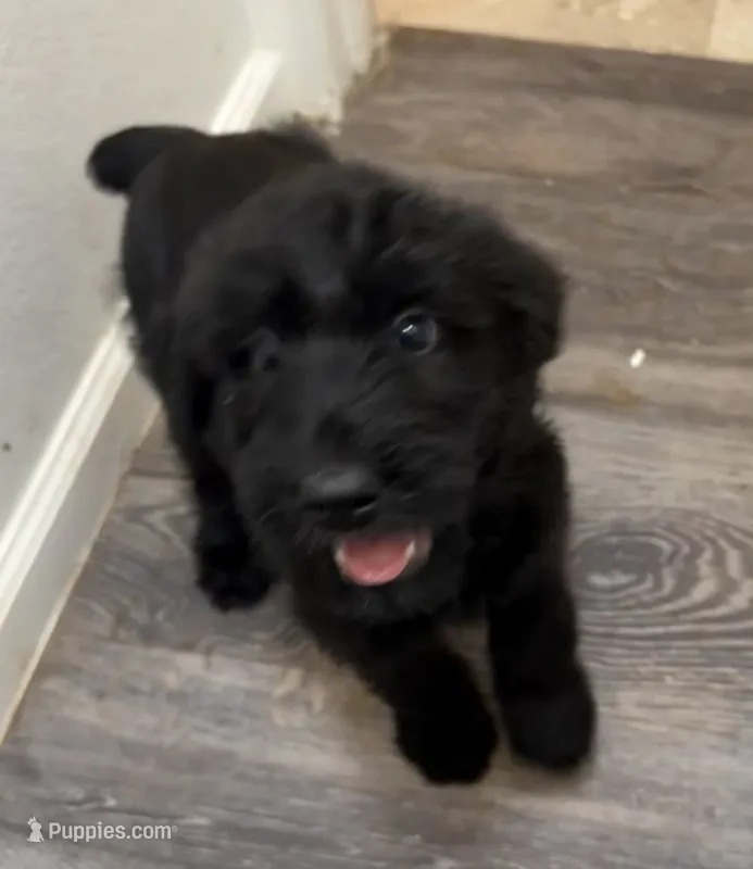 Blue – Giant Schnauzer puppy for sale in Pueblo, CO