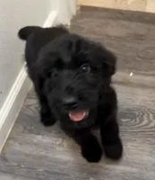 Blue, a male Giant Schnauzer for sale in Pueblo, CO – 1 of 1