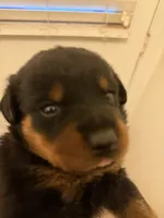 Bruce , a male Rottweiler for sale in Fresno, CA – 2 of 2