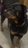 Bruce, a  Rottweiler for sale in Fresno, CA – 2 of 2