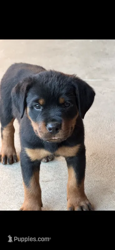 Bruce  – Rottweiler puppy for sale in Fresno, CA