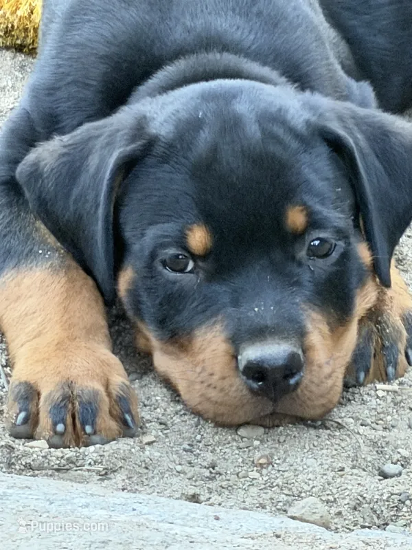 Larry  – Rottweiler puppy for sale in Fresno, CA