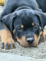 Larry , a male Rottweiler for sale in Fresno, CA – 1 of 1