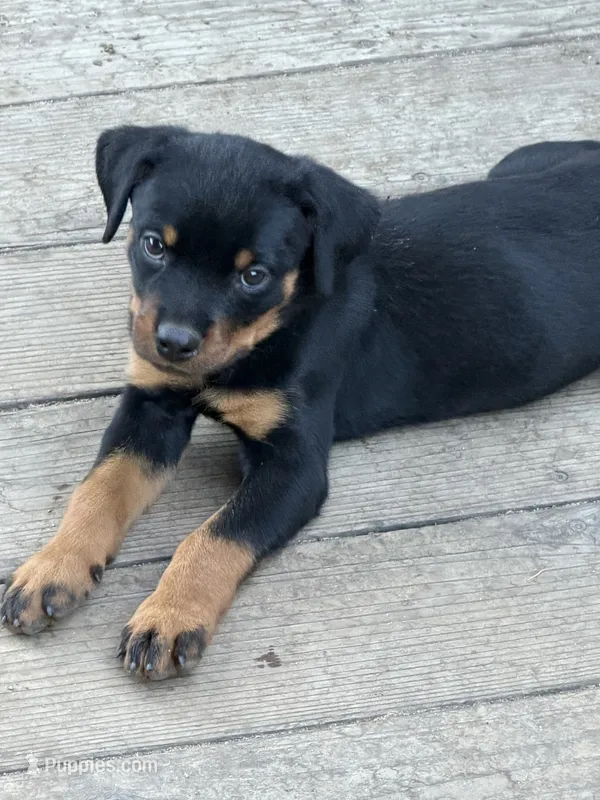 Lucy  – Rottweiler puppy for sale in Fresno, CA