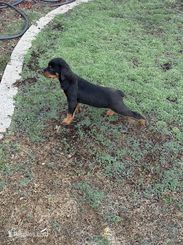 Lucy  – Rottweiler puppy for sale in Fresno, CA