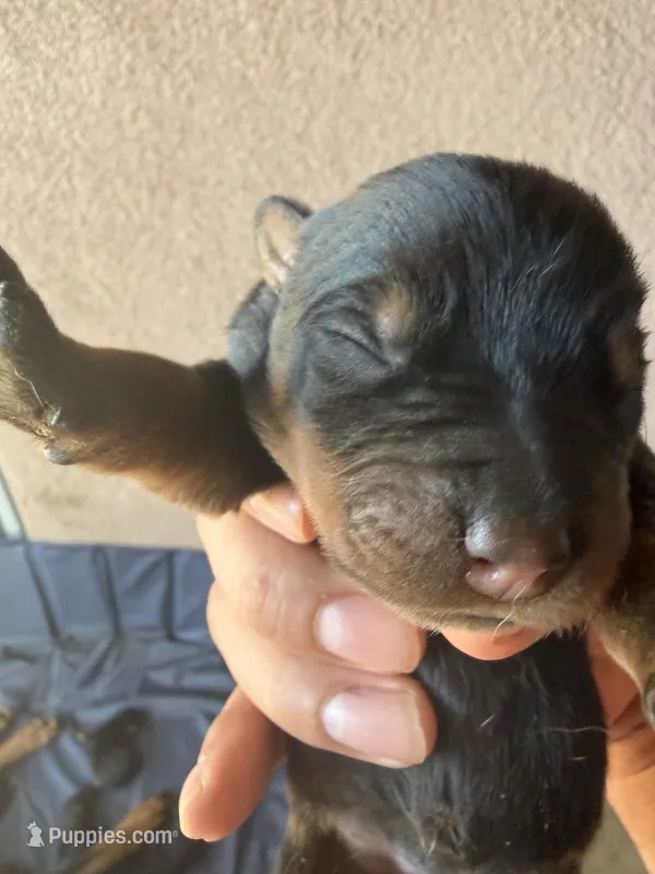 Bruce – Rottweiler puppy for sale in Fresno, CA