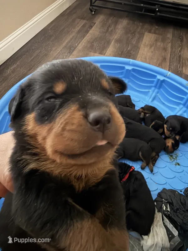 Bruce  – Rottweiler puppy for sale in Fresno, CA