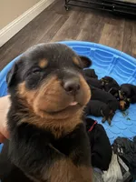 Bruce , a male Rottweiler for sale in Fresno, CA – 1 of 2