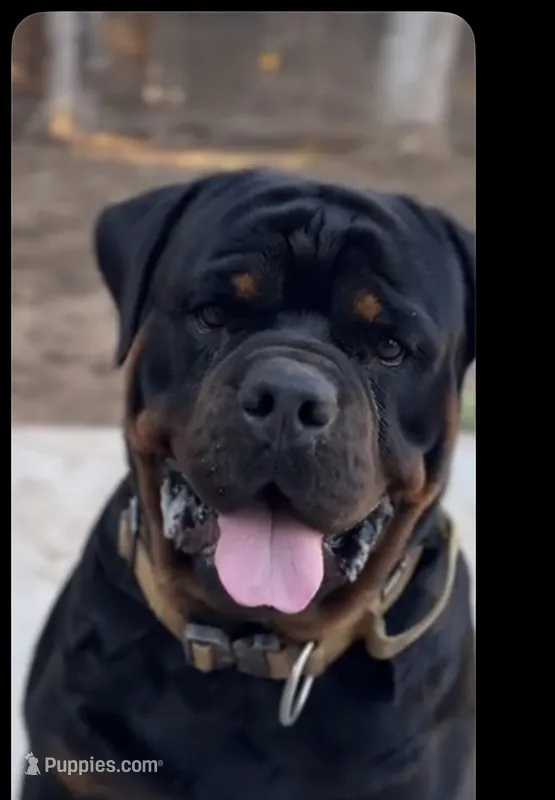 Bruce – Rottweiler puppy for sale in Fresno, CA