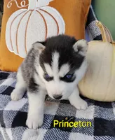Princeton , a male Siberian Husky for sale in Lima, OH – 1 of 1