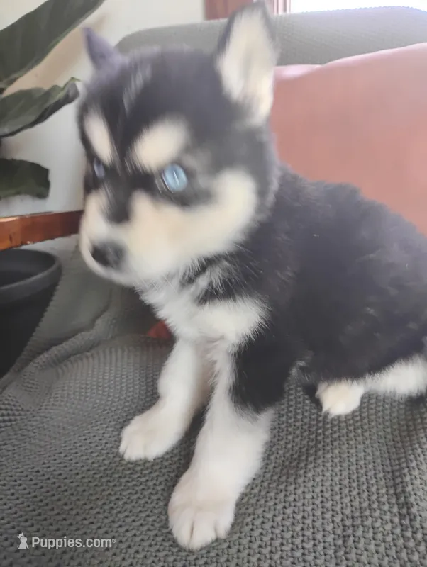 Nicholas  – Siberian Husky puppy for sale in Lima, OH