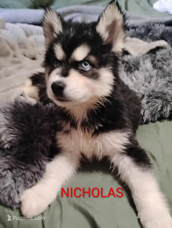 Nicholas  – Siberian Husky puppy for sale in Lima, OH
