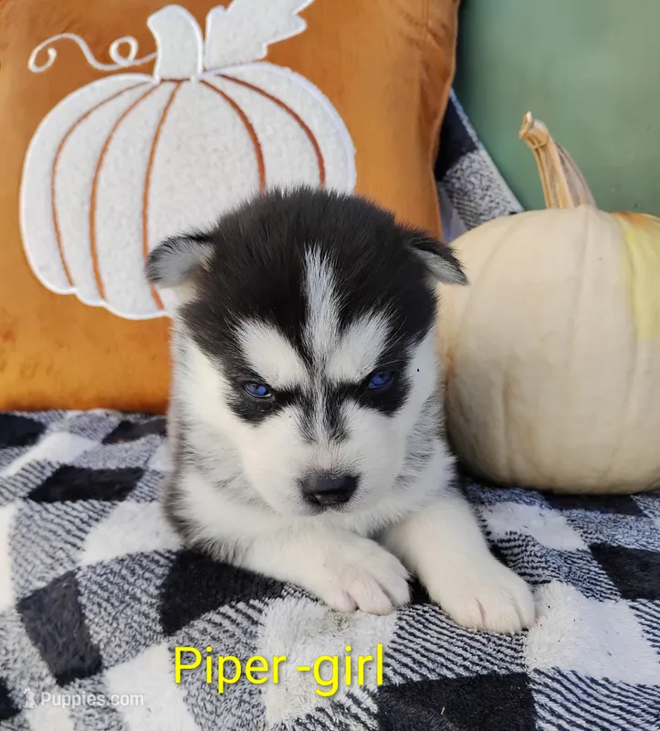 Pipper – Siberian Husky puppy for sale in Lima, OH