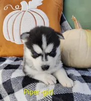 Pipper, a female Siberian Husky for sale in Lima, OH – 1 of 1
