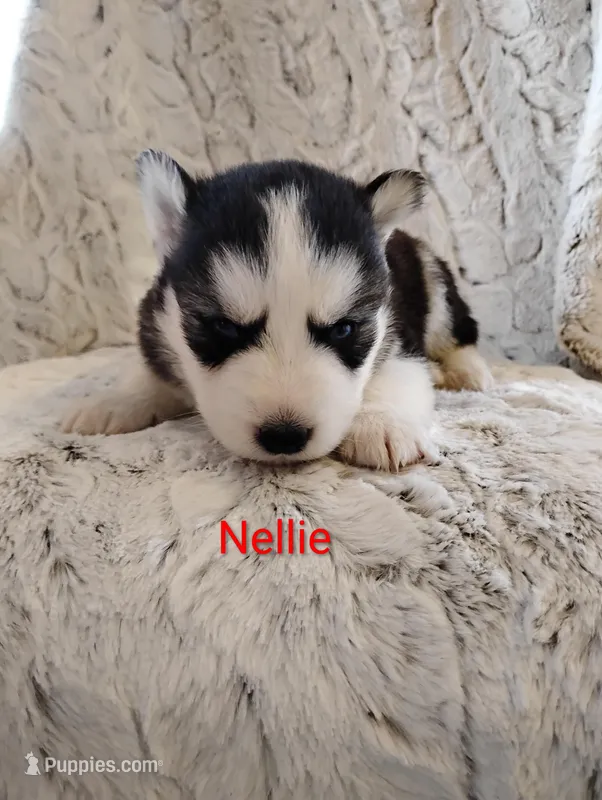 Nellie , a female Siberian Husky for sale in Lima, OH – Photo 1 of 1