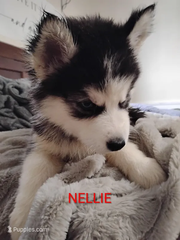 Nellie  – Siberian Husky puppy for sale in Lima, OH