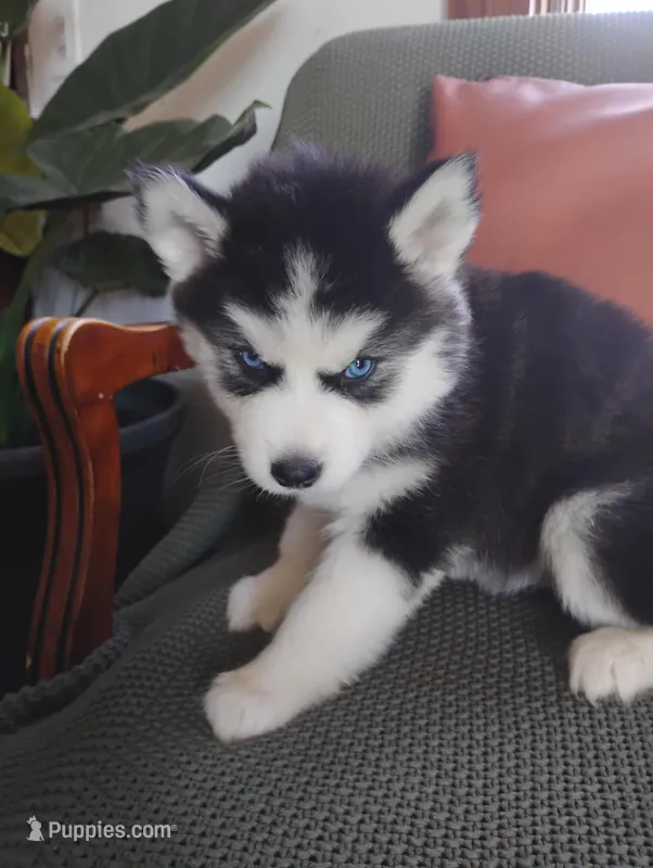 Nellie  – Siberian Husky puppy for sale in Lima, OH