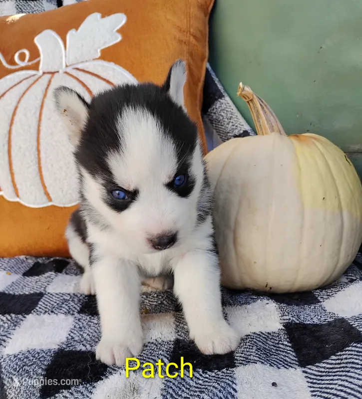 Patch  – Siberian Husky puppy for sale in Lima, OH